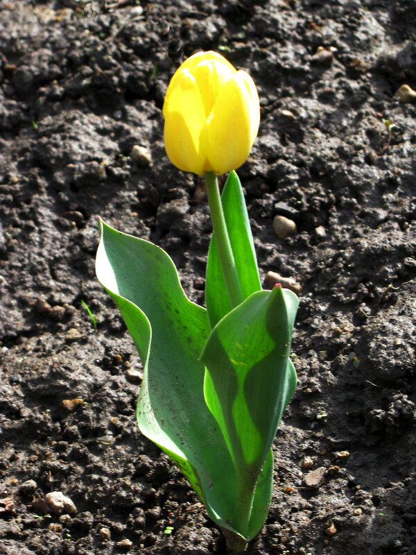 Солнечный тюльпан - Людмила Смородинская