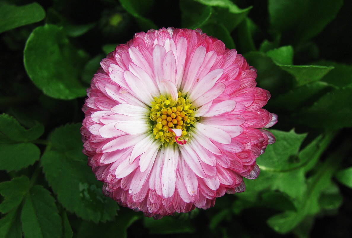 Красавица маргаритка - Людмила Смородинская