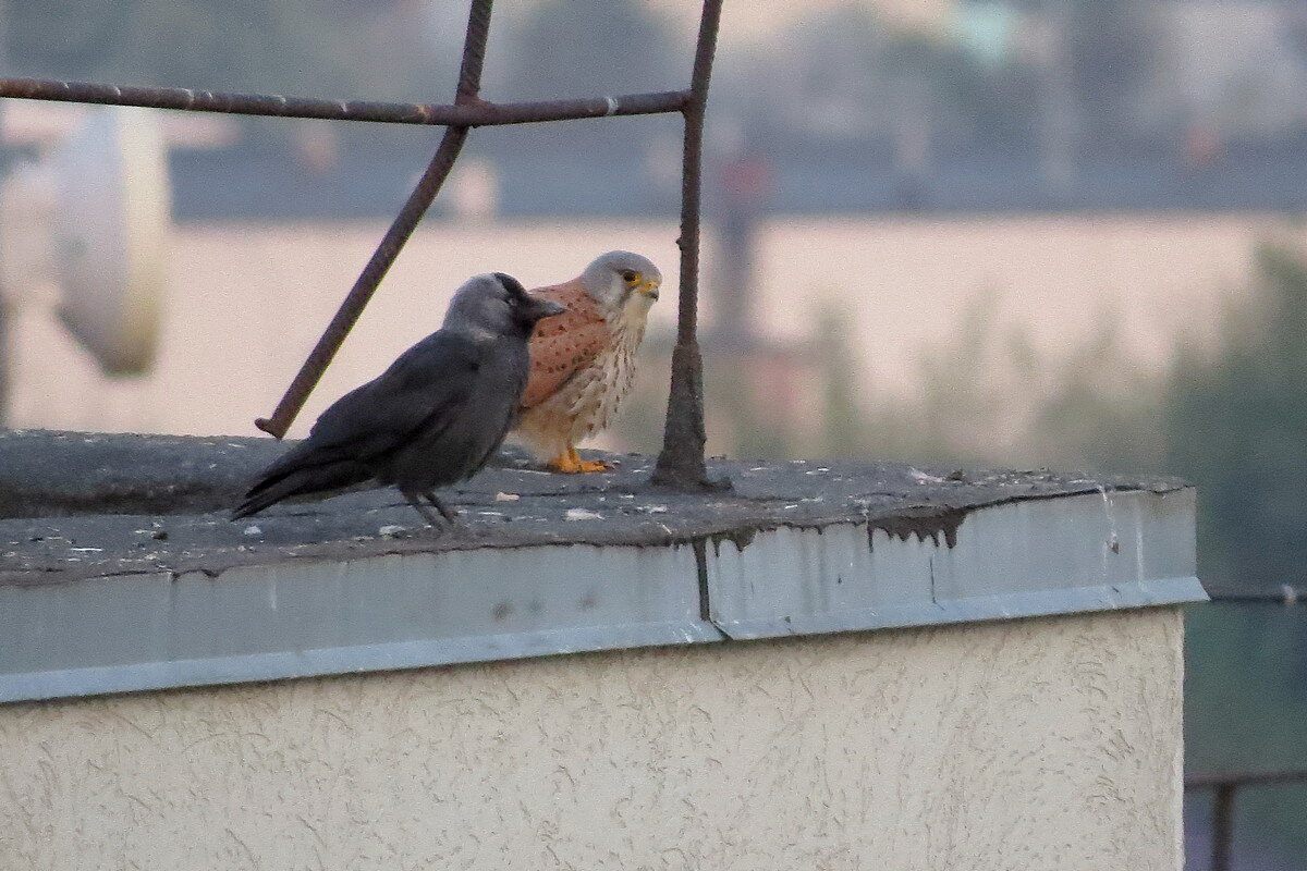 Свидетели на свадьбе - Сеня Белгородский Свидетели на свадьбе - Сеня Белгородский