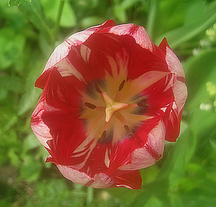 Тюльпан - Елена Семигина