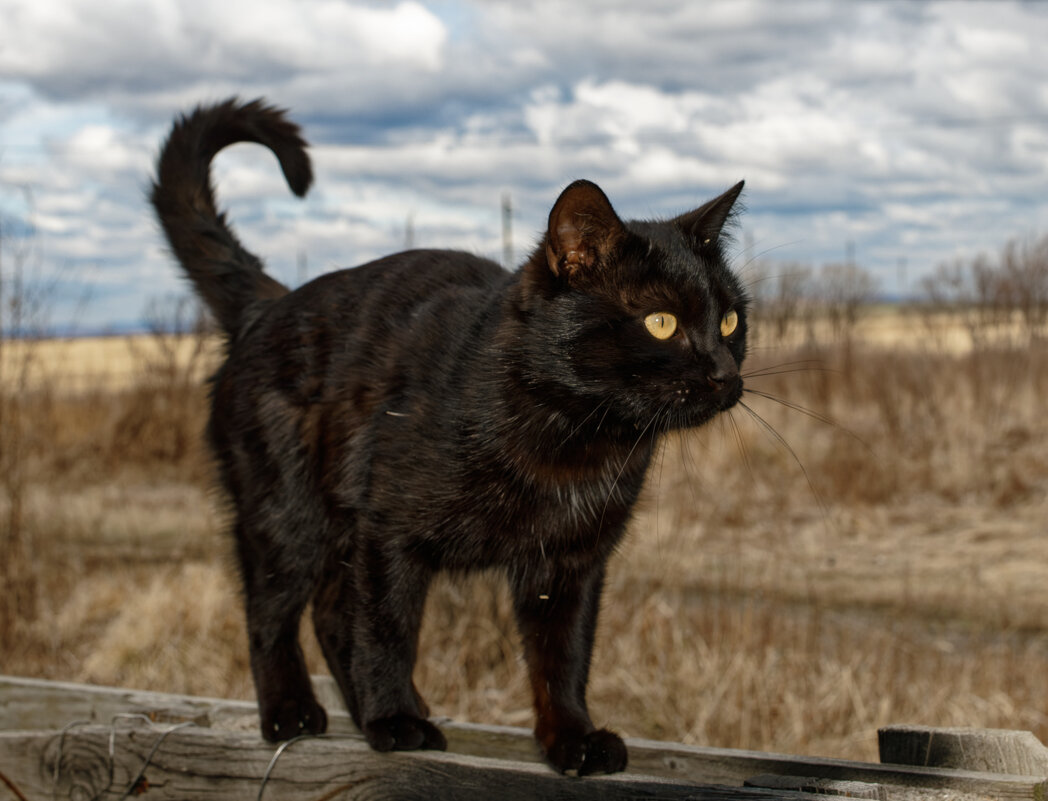 Уголёк ... - Евгений Хвальчев