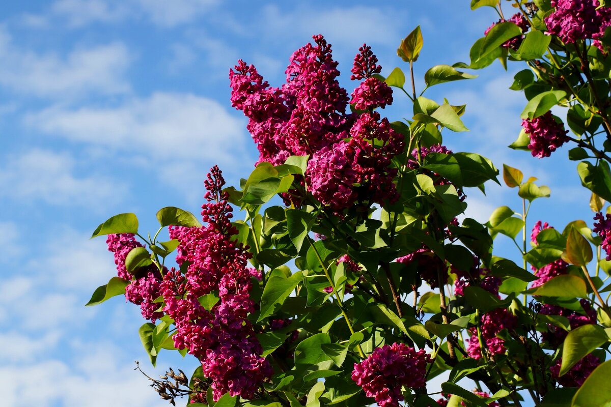 Время сирени - Юрий. Шмаков