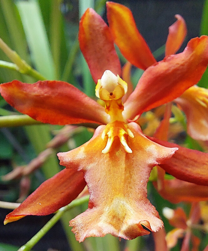 Портрет орхидеи - ИРЭН@ .