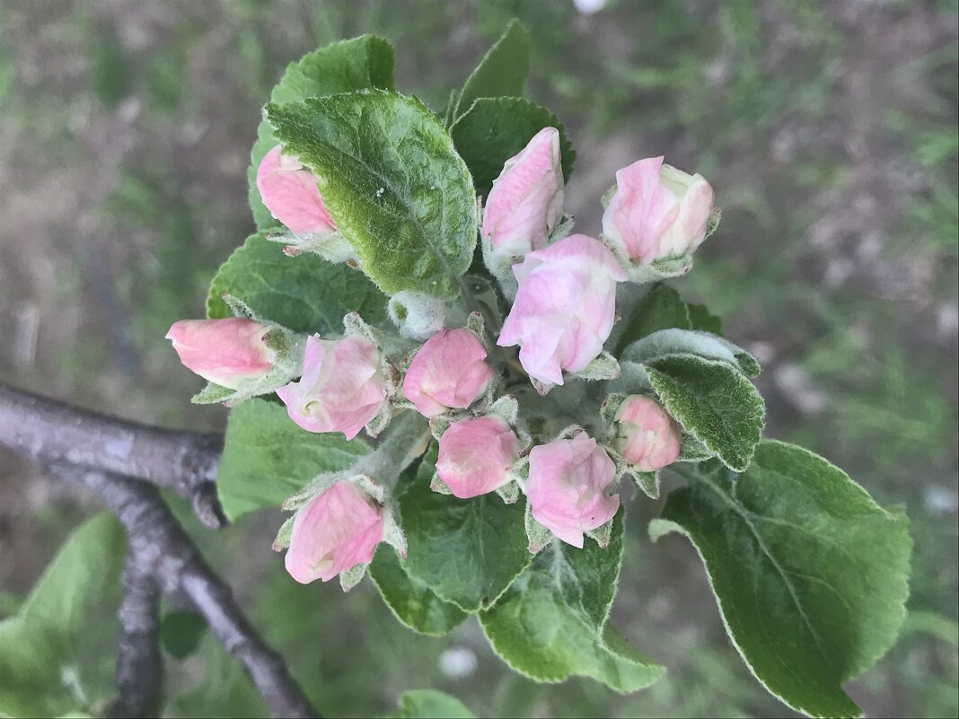 Бутончики - Pippa 