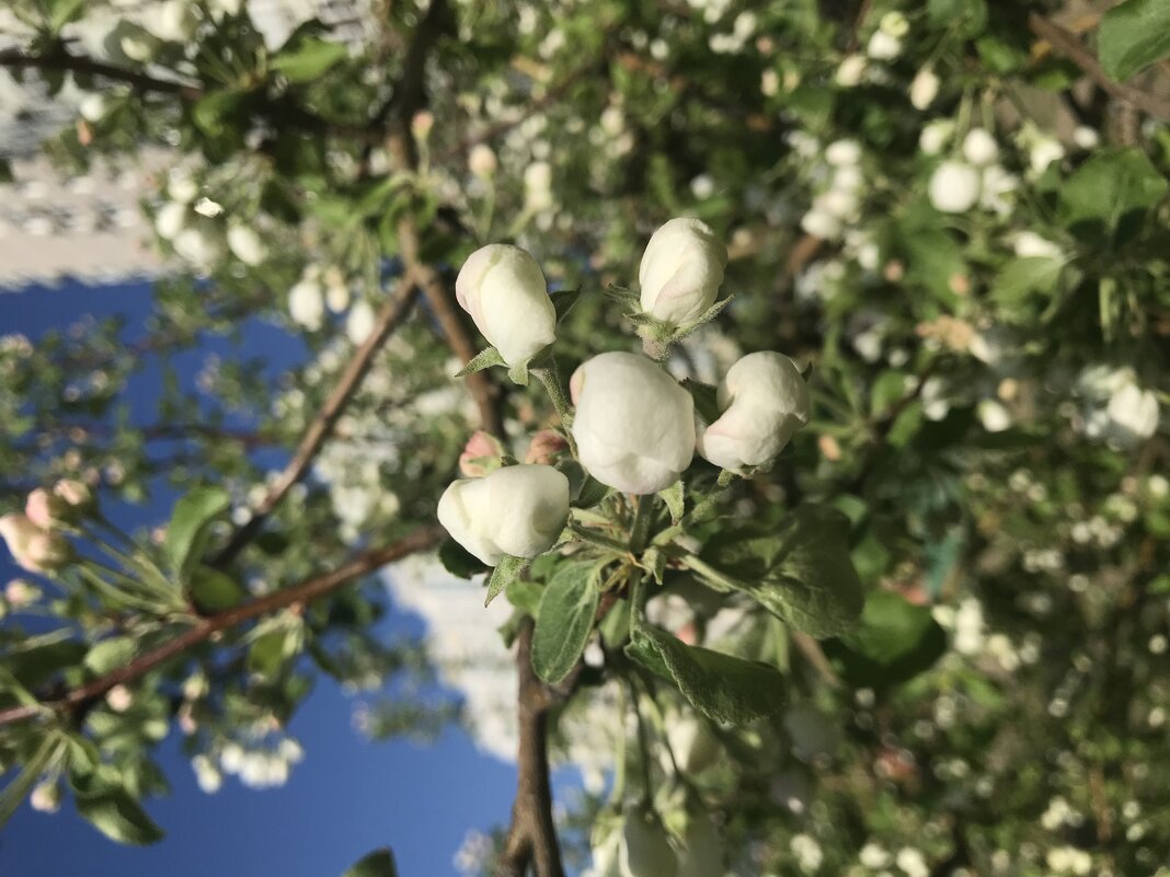 Бутончики - Pippa 