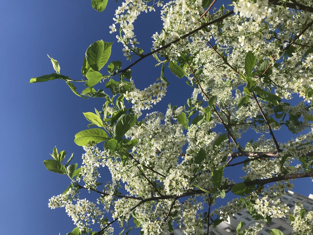 Пышный цвет - черемухи цвет - Pippa 