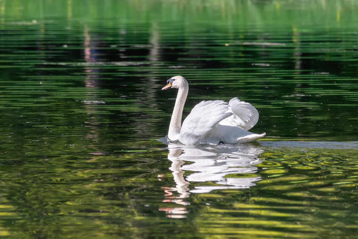 Лебедь - Владимир Колесников