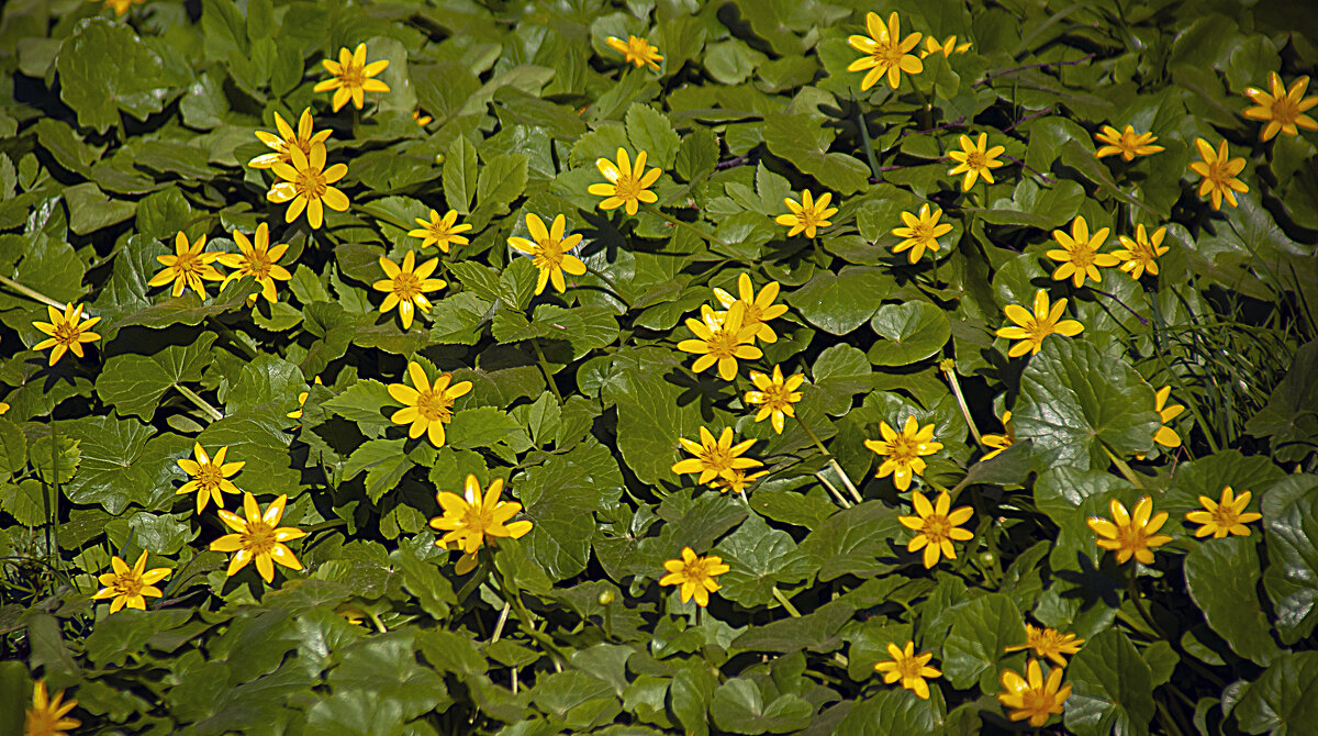 Звёздочки рассыпались - Владимир Кроливец