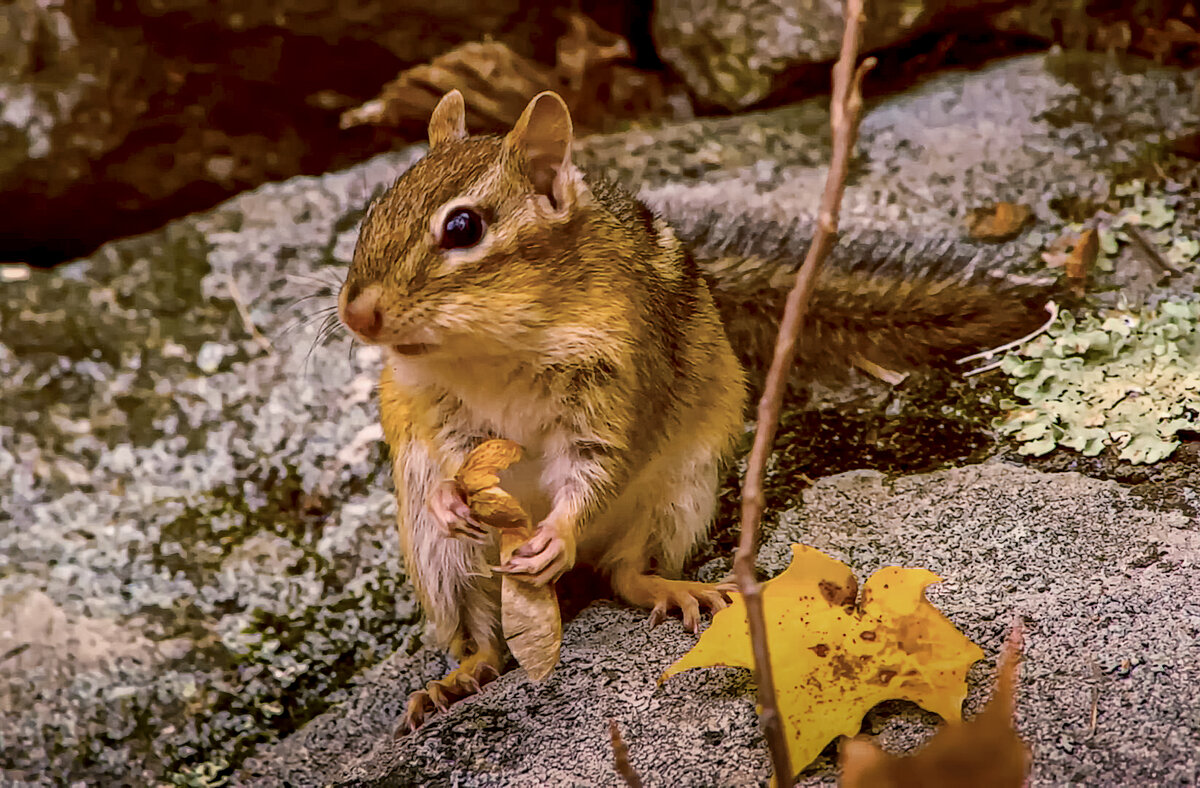Азиатский бурундук - Aleksey Afonin