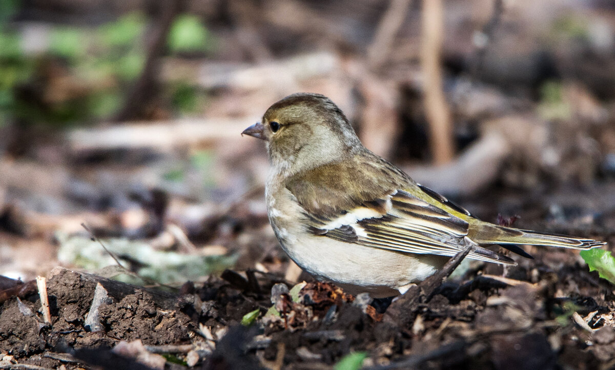 Зяблик (самочка). - Владимир Безбородов