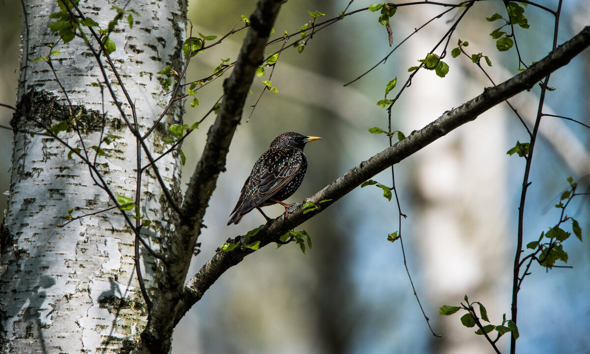 Скворец и весна. - Владимир Безбородов
