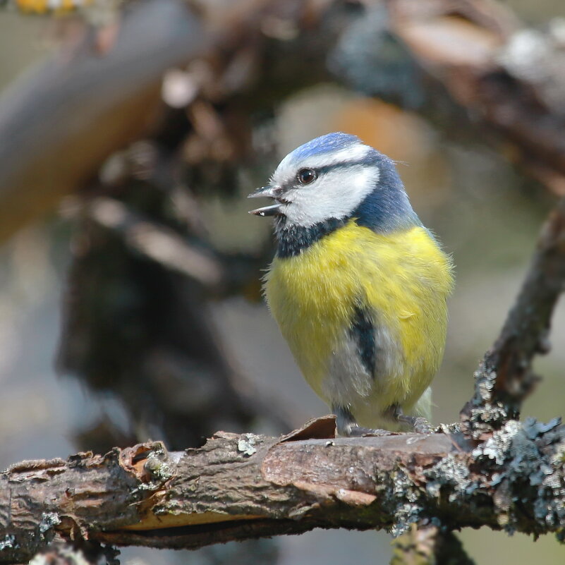 молодая , разговорчивая такая .... - Andrey Bragin молодая , разговорчивая такая .... - Andrey Bragin