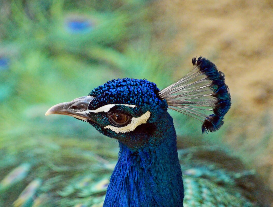 Павлин - Oleg4618 Шутченко Павлин - Oleg4618 Шутченко