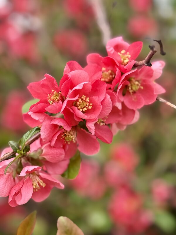 Майские приветы - Анна Камс Майские приветы - Анна Камс