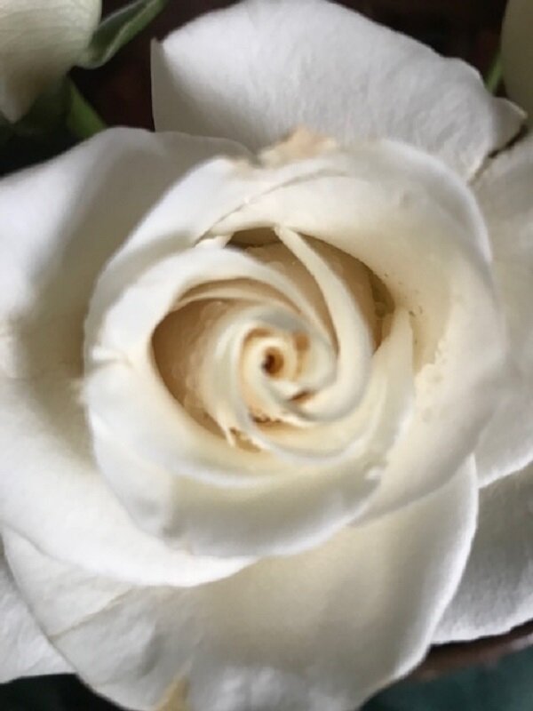 Из цикла "Розы" - Татьяна Юрасова