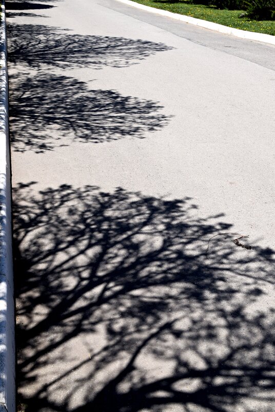 Тень - Павленко Михаил 