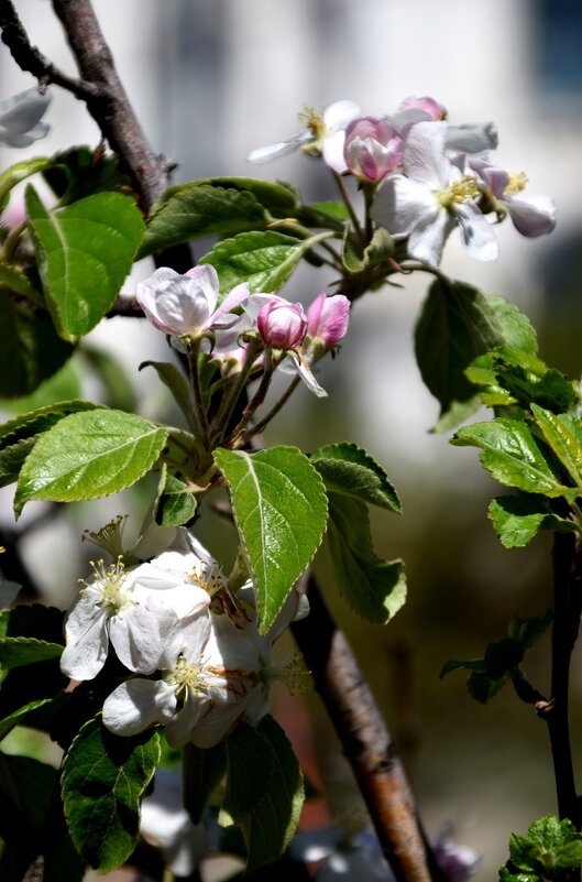 *** - Павленко Михаил *** - Павленко Михаил