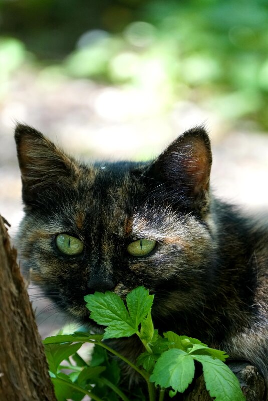 Уличный кот - александр Уличный кот - александр