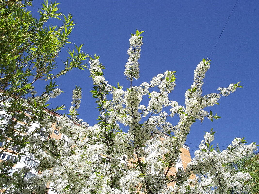 Войлочная вишня - Freddy 97 Войлочная вишня - Freddy 97