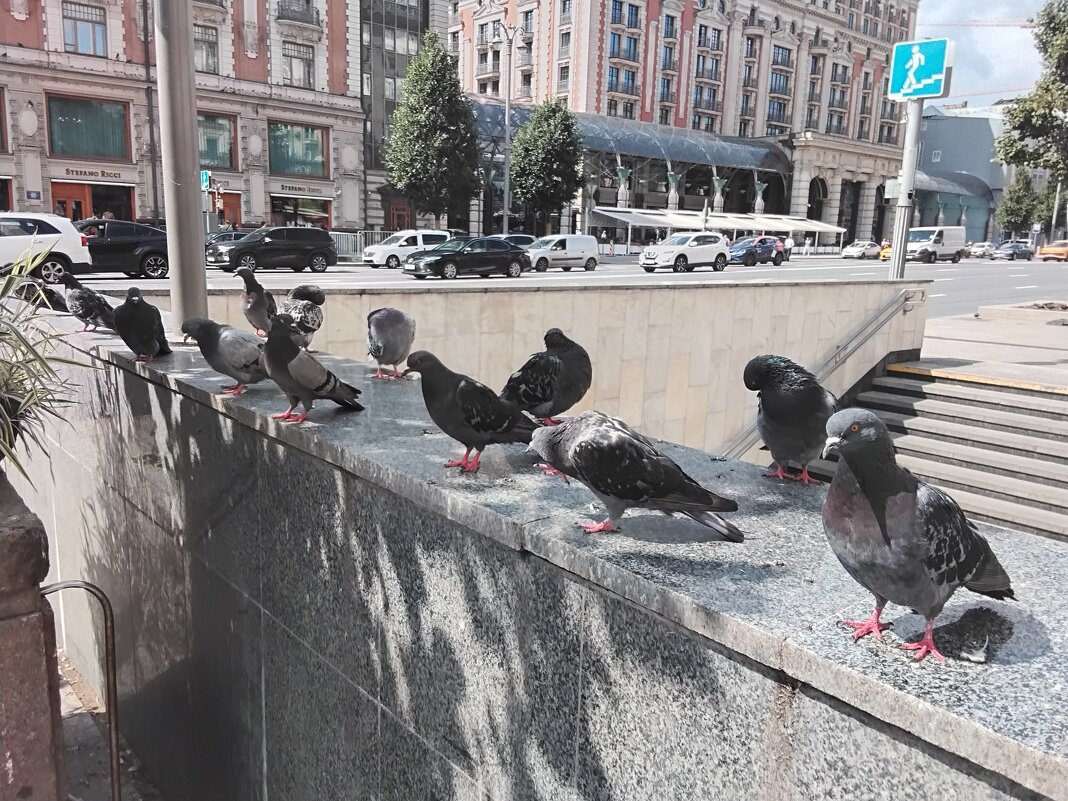 Голубочки - Дмитрий Никитин