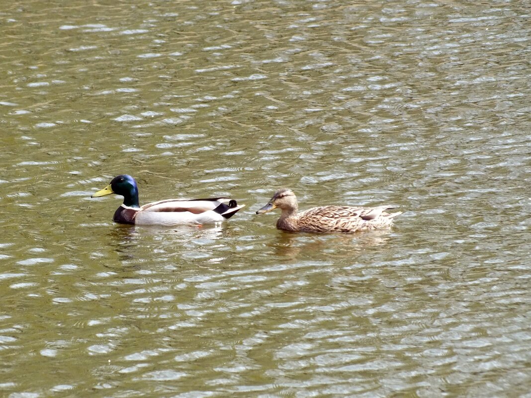 *** - Зоя Мишина