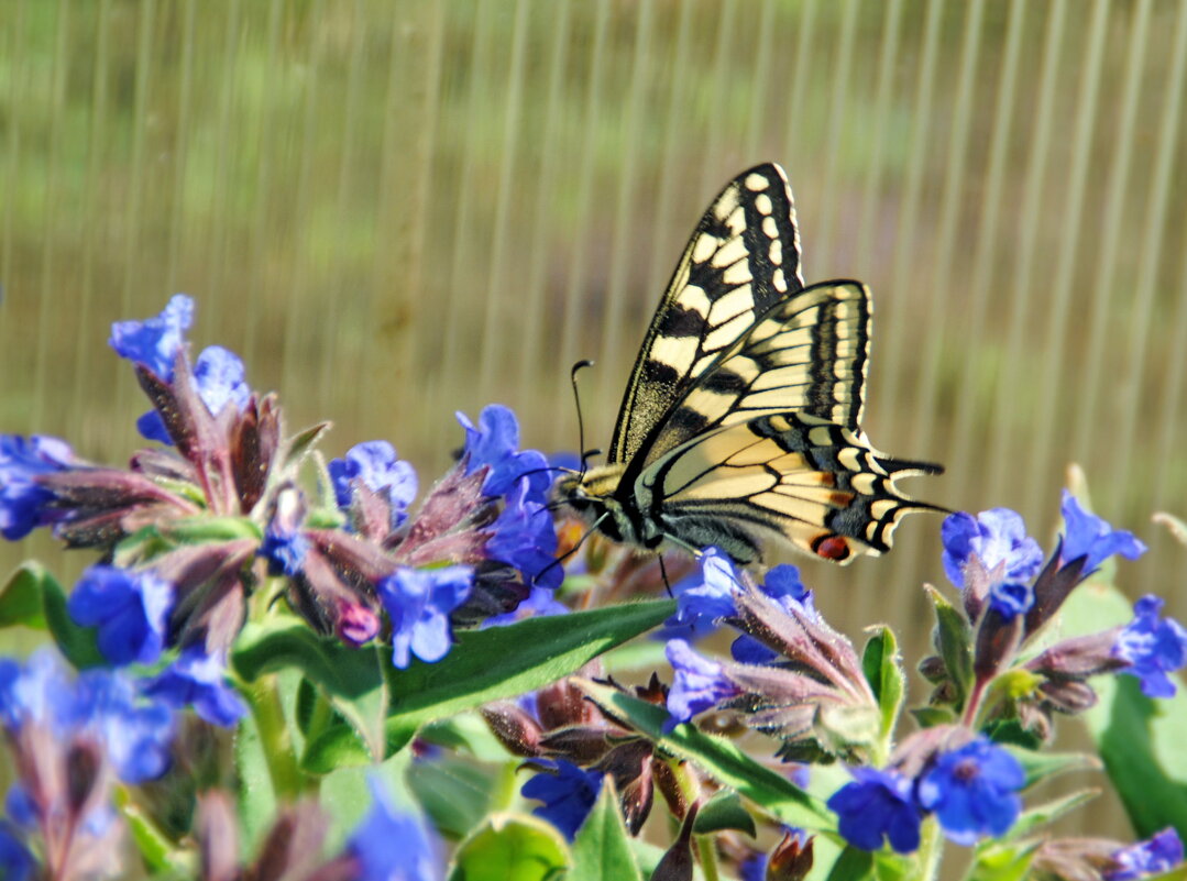 Первый махаончик в этом году - lyudmila Курлова
