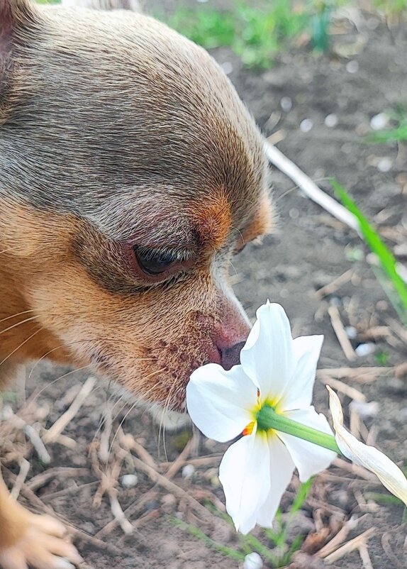 Тузя и нарцисс - Гуля Нагиева
