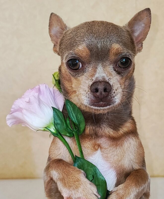 Тузяшка и цветок - Гуля Нагиева