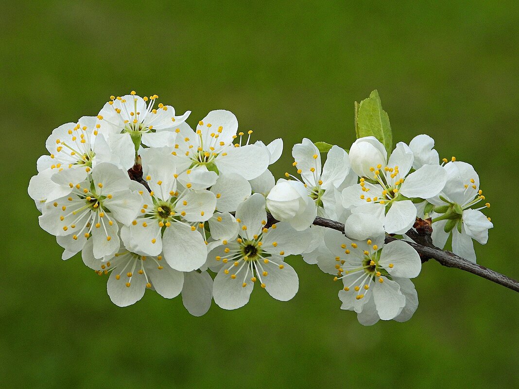 *** - Леонид leo