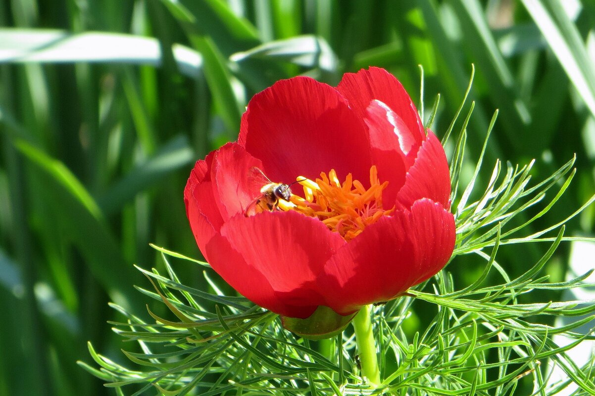 Пион тонколистный - Татьяна Смоляниченко