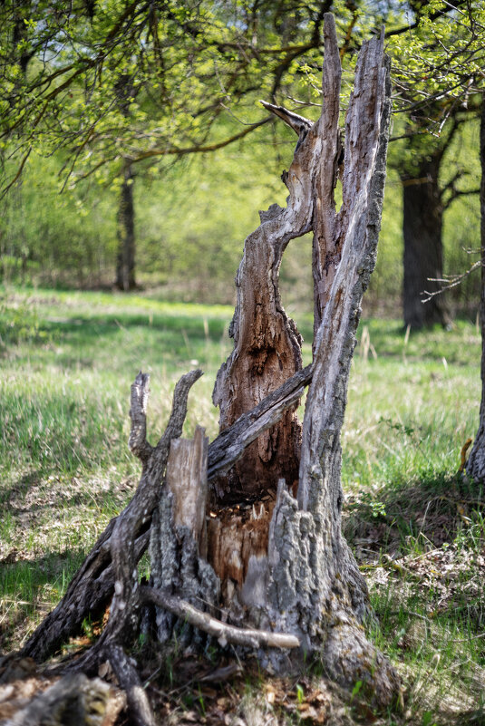 Узорный пень - sorovey Sol