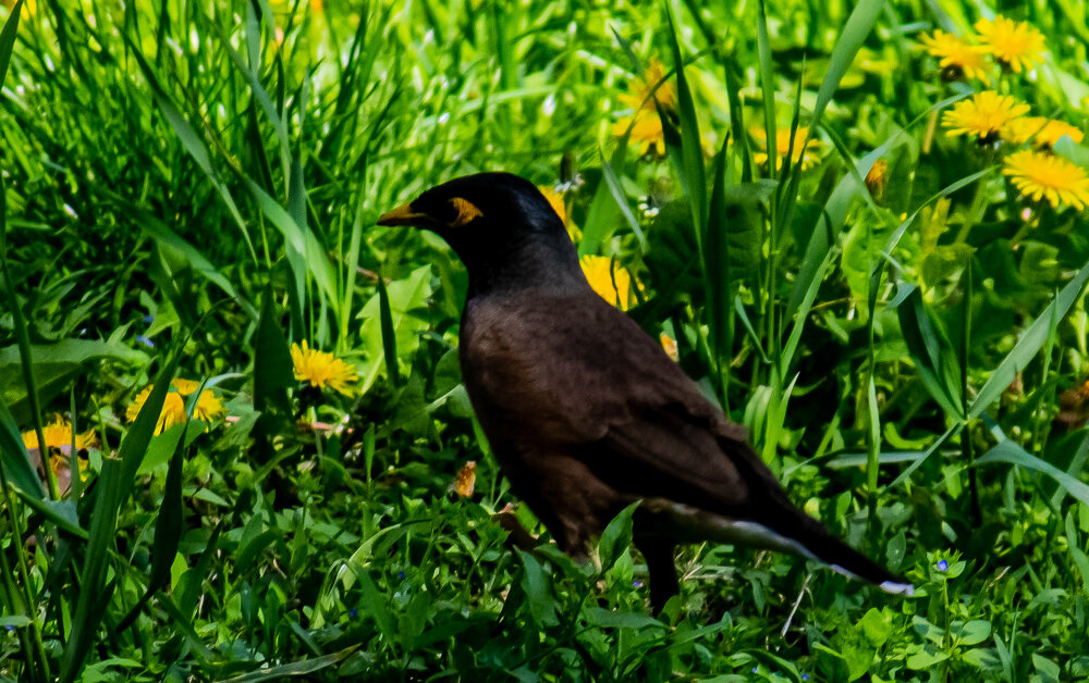 Афганский дрозд - Светлана SvetNika17