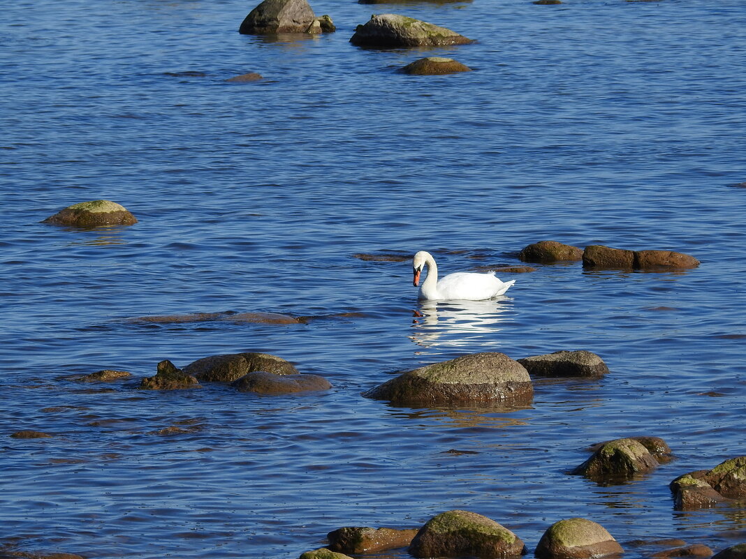 весна - ИННА ПОРОХОВА
