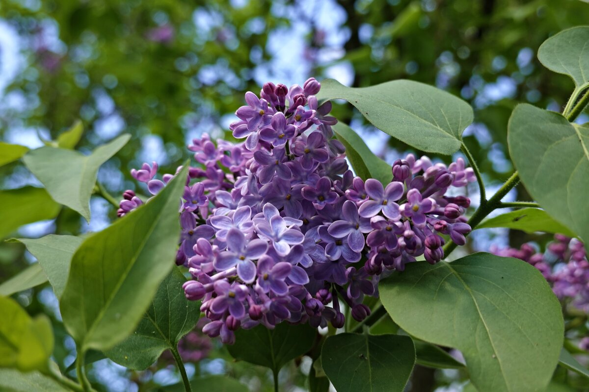 Цветёт сирень, так нежно и красиво, В весенний, ясный, чудный день! ... - Галина 