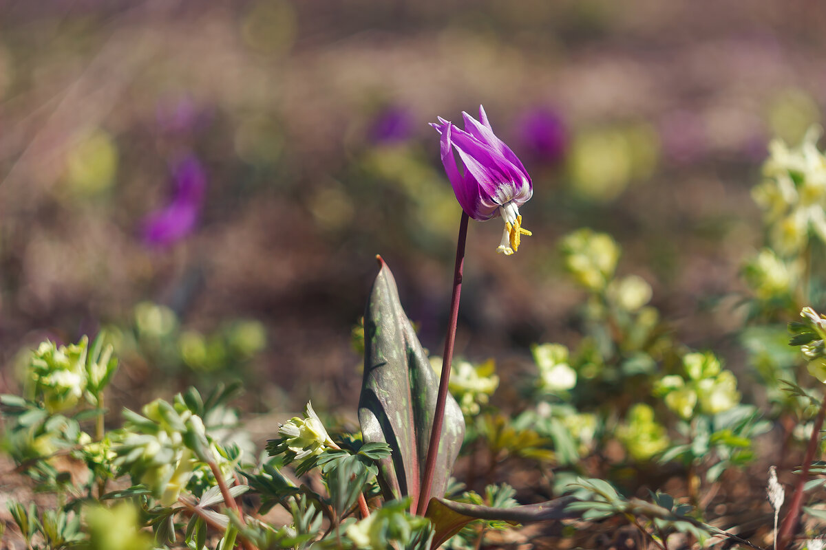 Пробуждение - Марина Юдинских