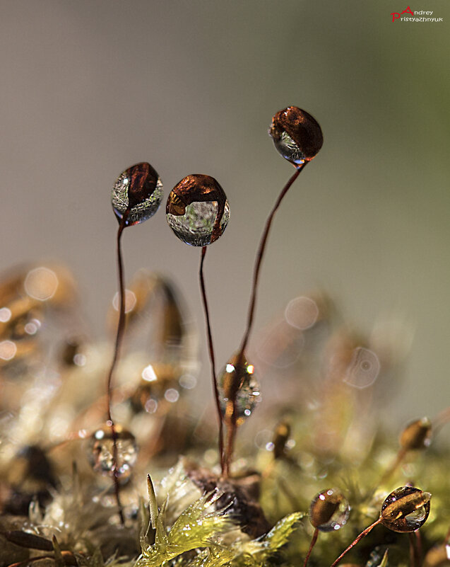 Капельки - Андрей Пристяжнюк
