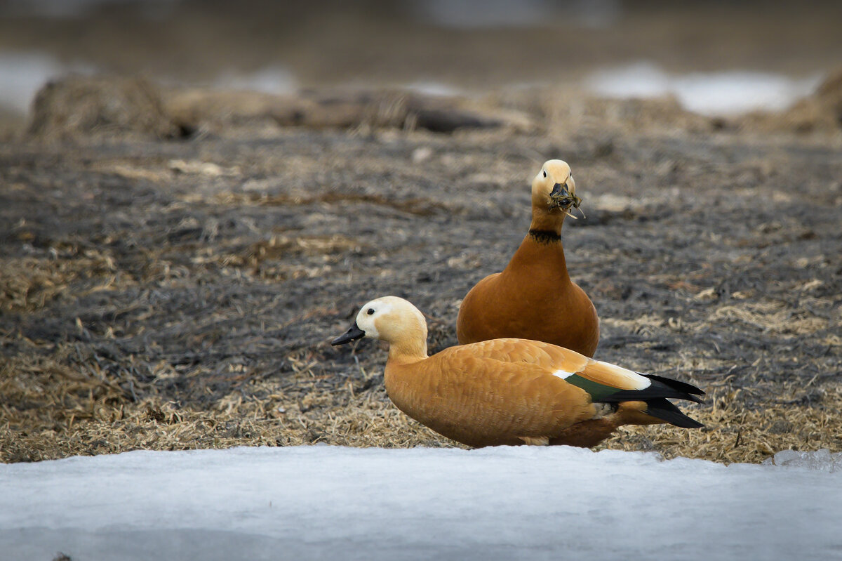 *** - Дмитрий 