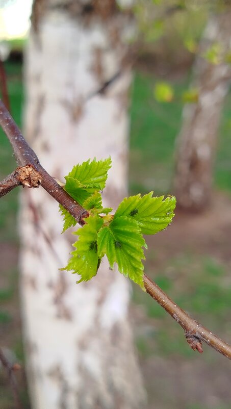 Молодые березовые листочки - светлана льдокова Молодые березовые листочки - светлана льдокова