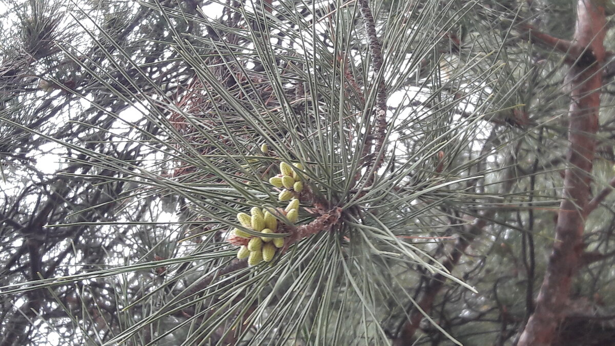 Весна! - Варвара Весна! - Варвара