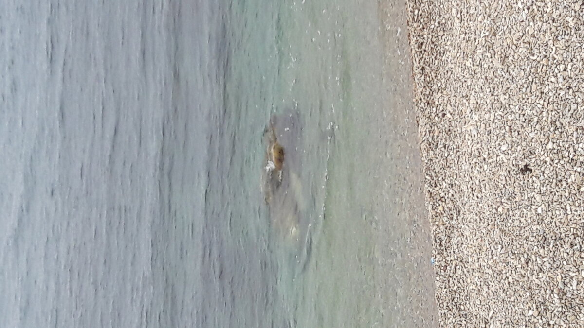 Море - Варвара 