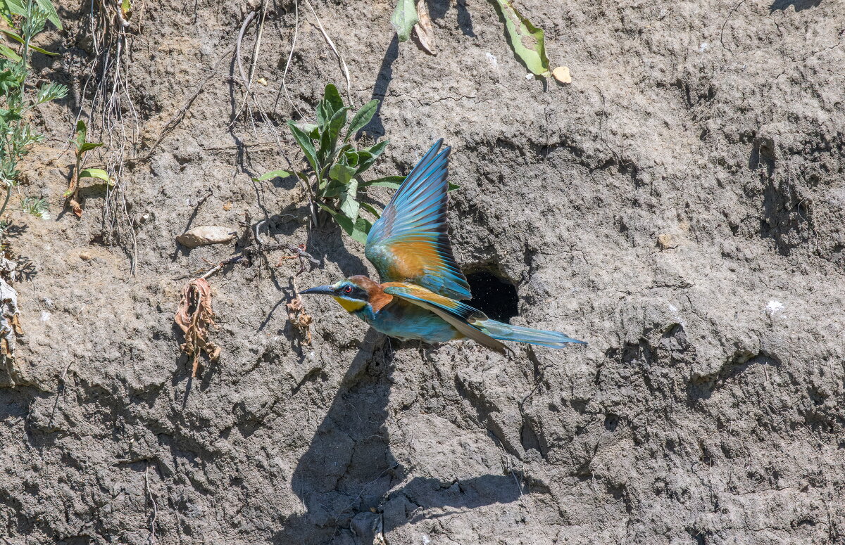 золотистые щурки. - юрий макаров золотистые щурки. - юрий макаров