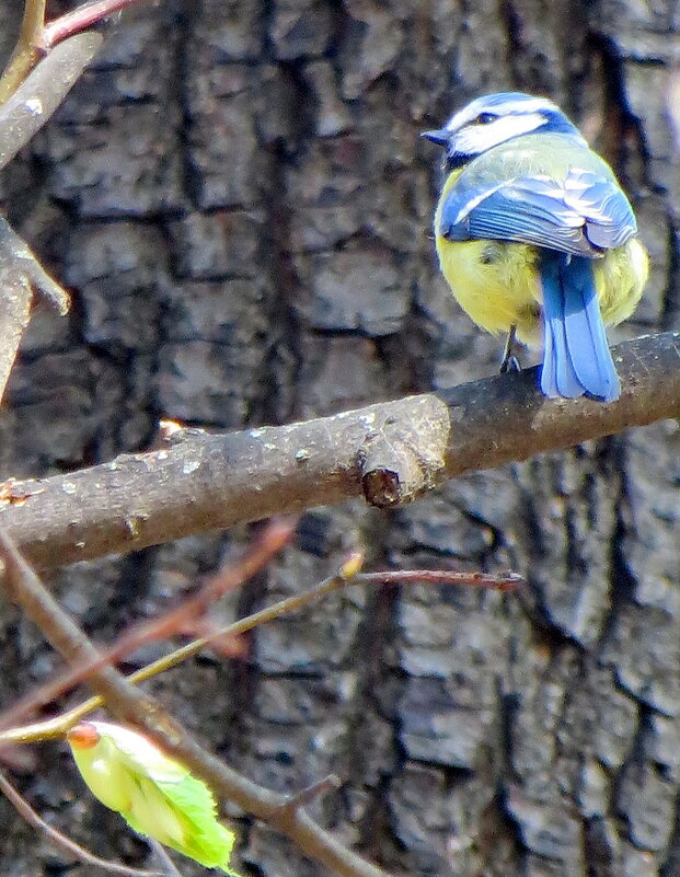 Лазоревая лазоревка - Александр Чеботарь Лазоревая лазоревка - Александр Чеботарь