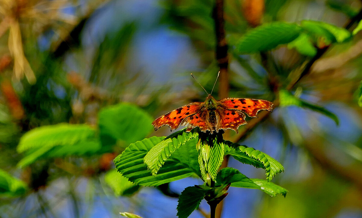 природа апреля 14 - Александр Прокудин