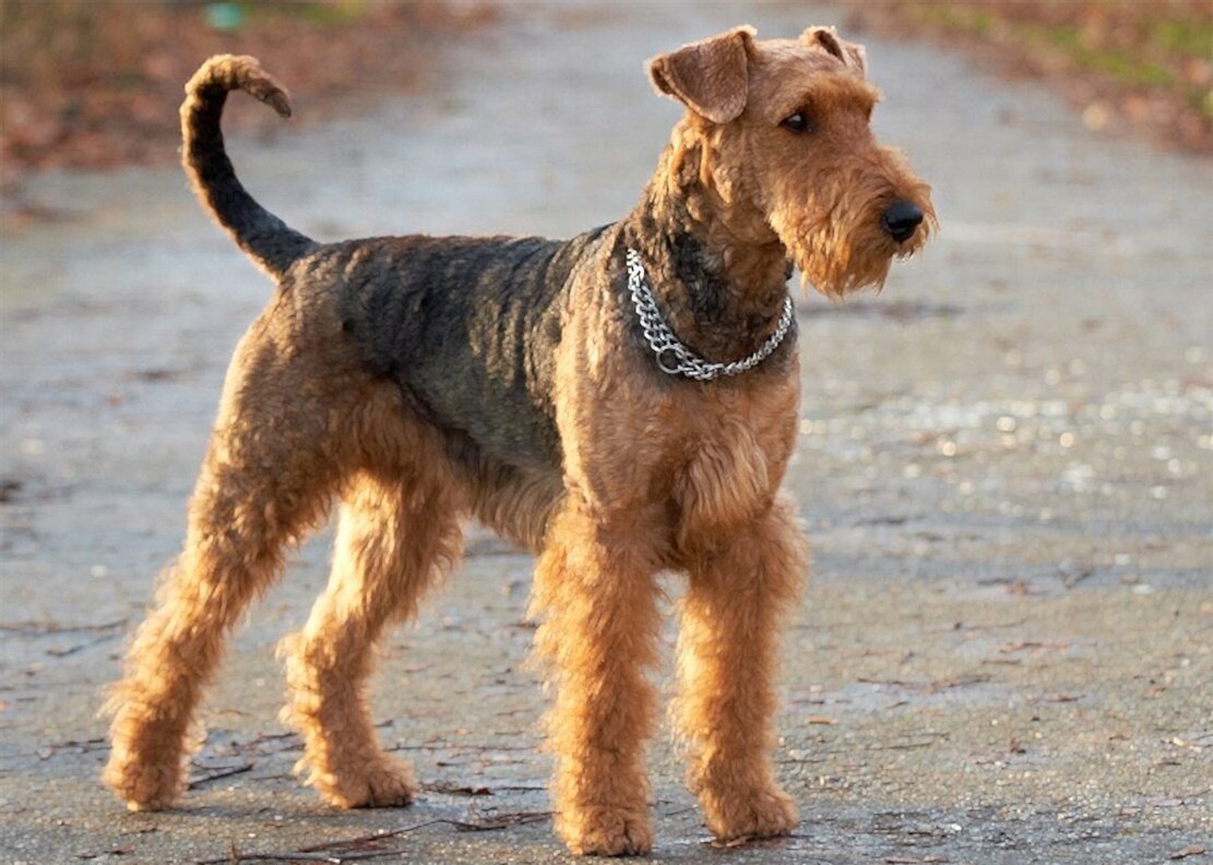 собака - марта Камушкина собака - марта Камушкина