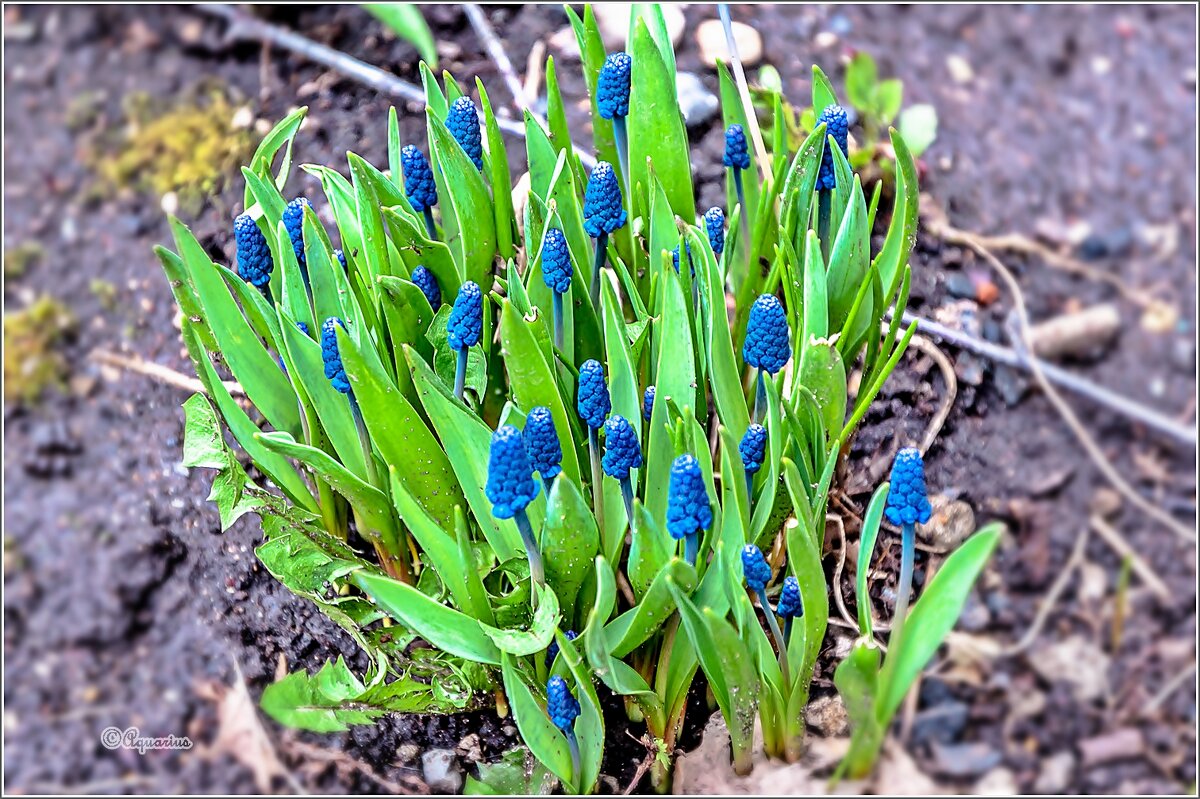 Неторопливая весна... - Aquarius - Сергей