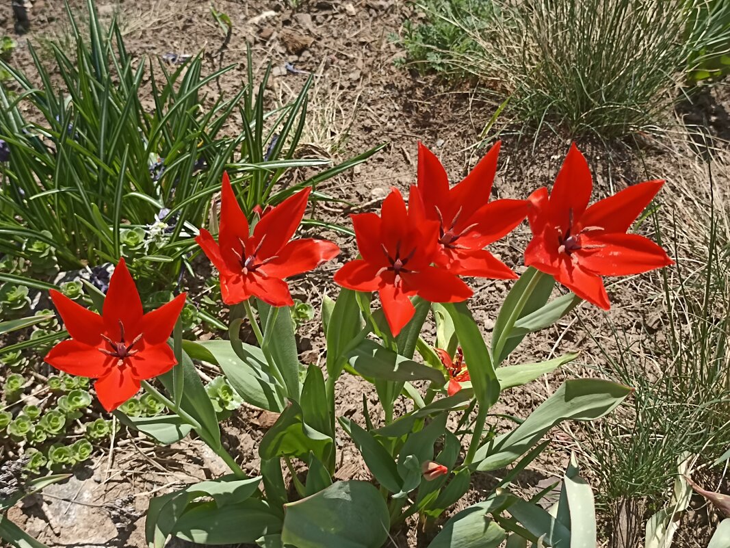 Такие разные, такие прекрасные! - Pippa 