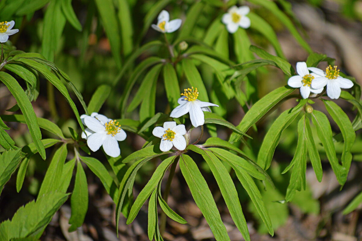 Весна в Юго-Западной Сибири - Татьяна Лютаева Весна в Юго-Западной Сибири - Татьяна Лютаева