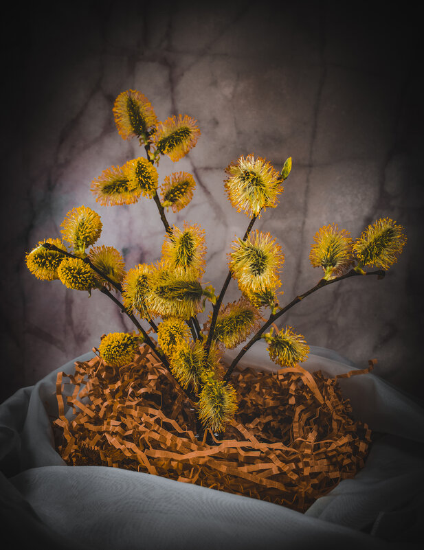 Верба - Lyubov Busova