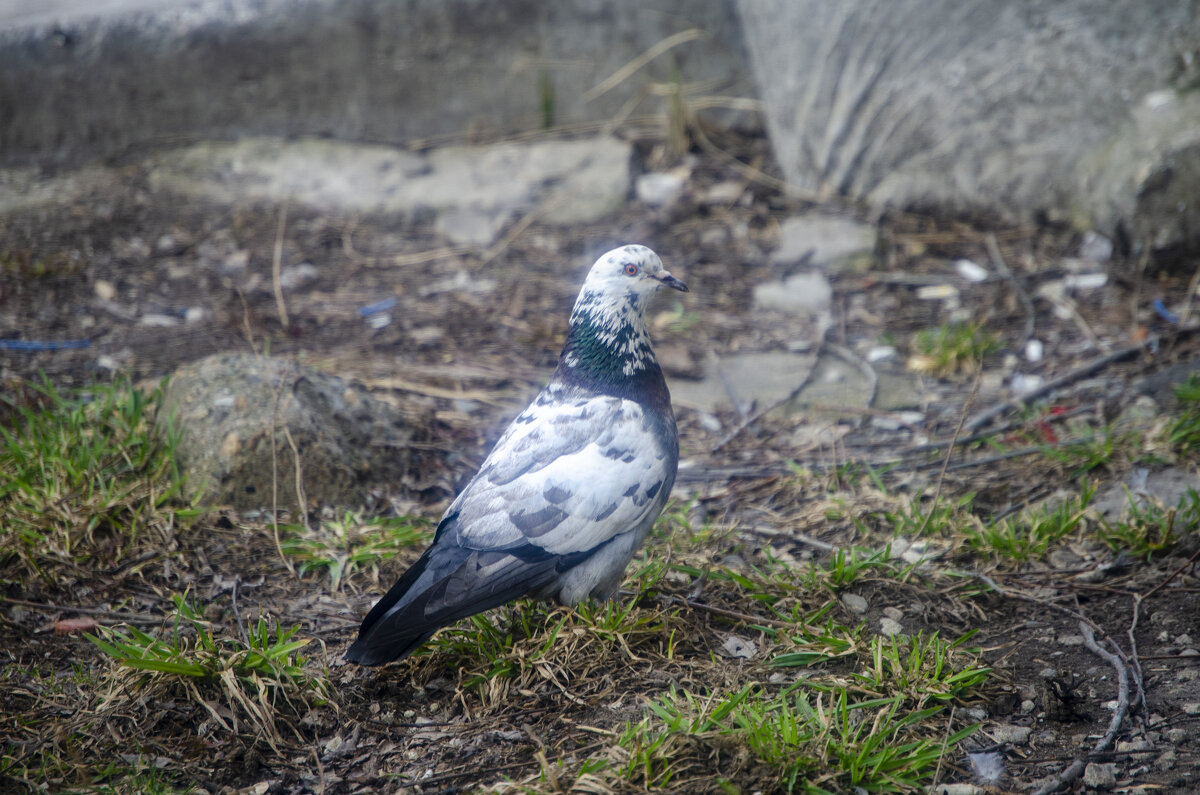 В крапинку - Lyubov Busova