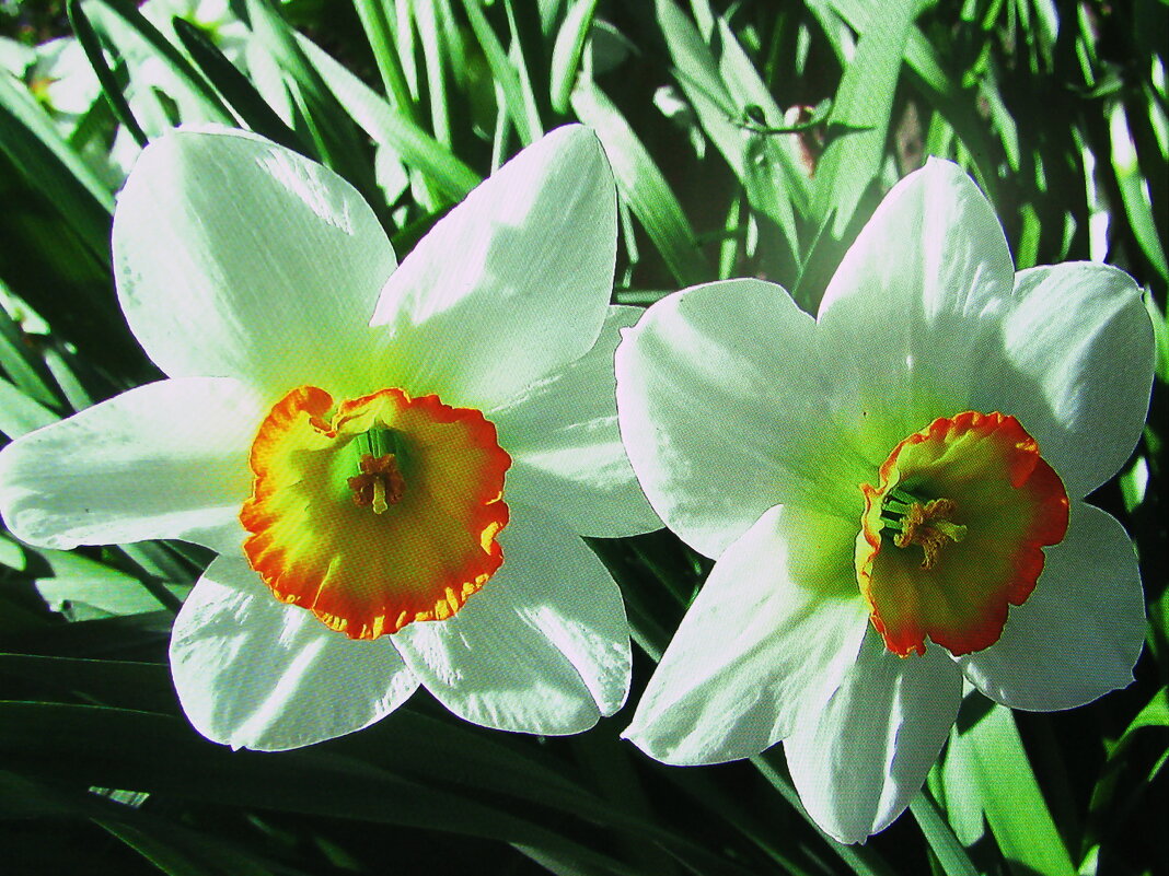 Нежные красавцы - Людмила Смородинская